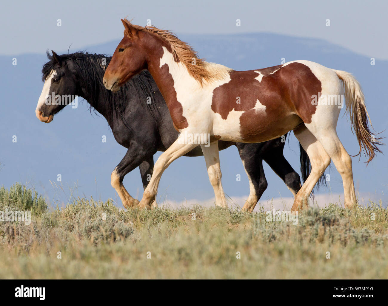 Caballos salvajes comunicándose juntos