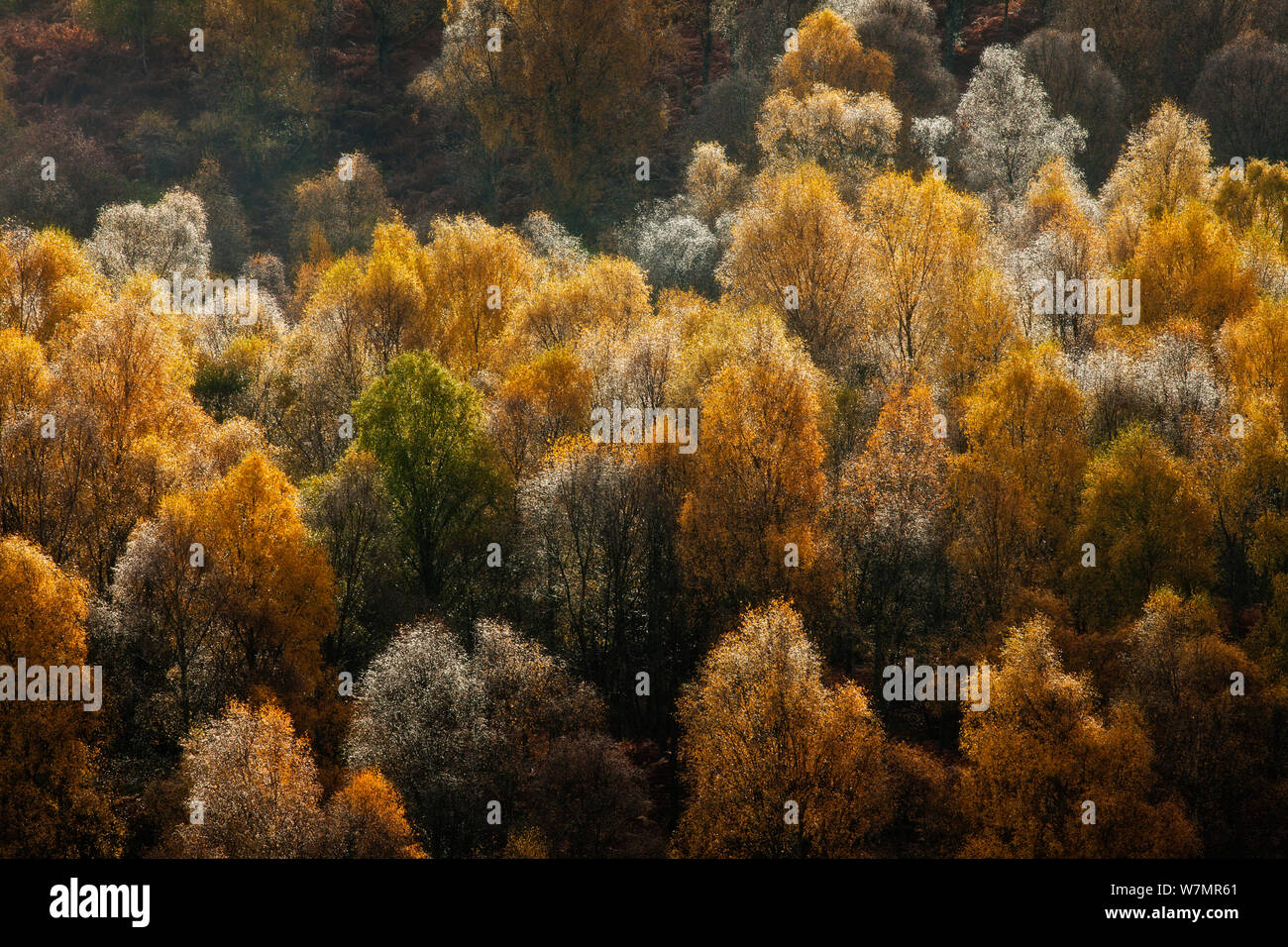 Bosque de abedules en otoño. Loch Tummel, Perthshire, Escocia. Foto de stock