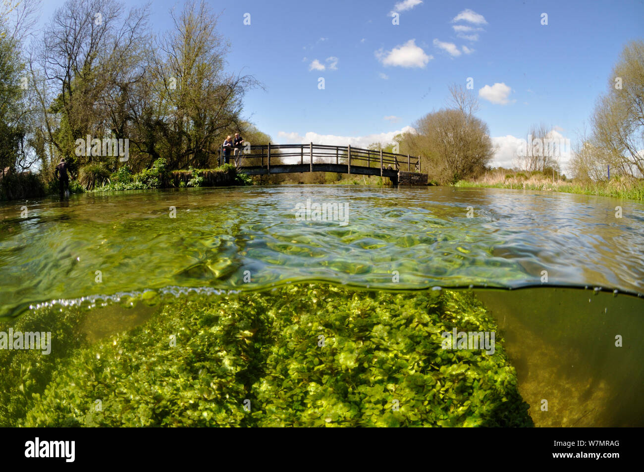 Dividir vista del río Itchen, con plantas acuáticas: Agua de frutos romo (Callitriche obtusangula starwort). Ovington, Hampshire, Inglaterra, Mayo. Foto de stock