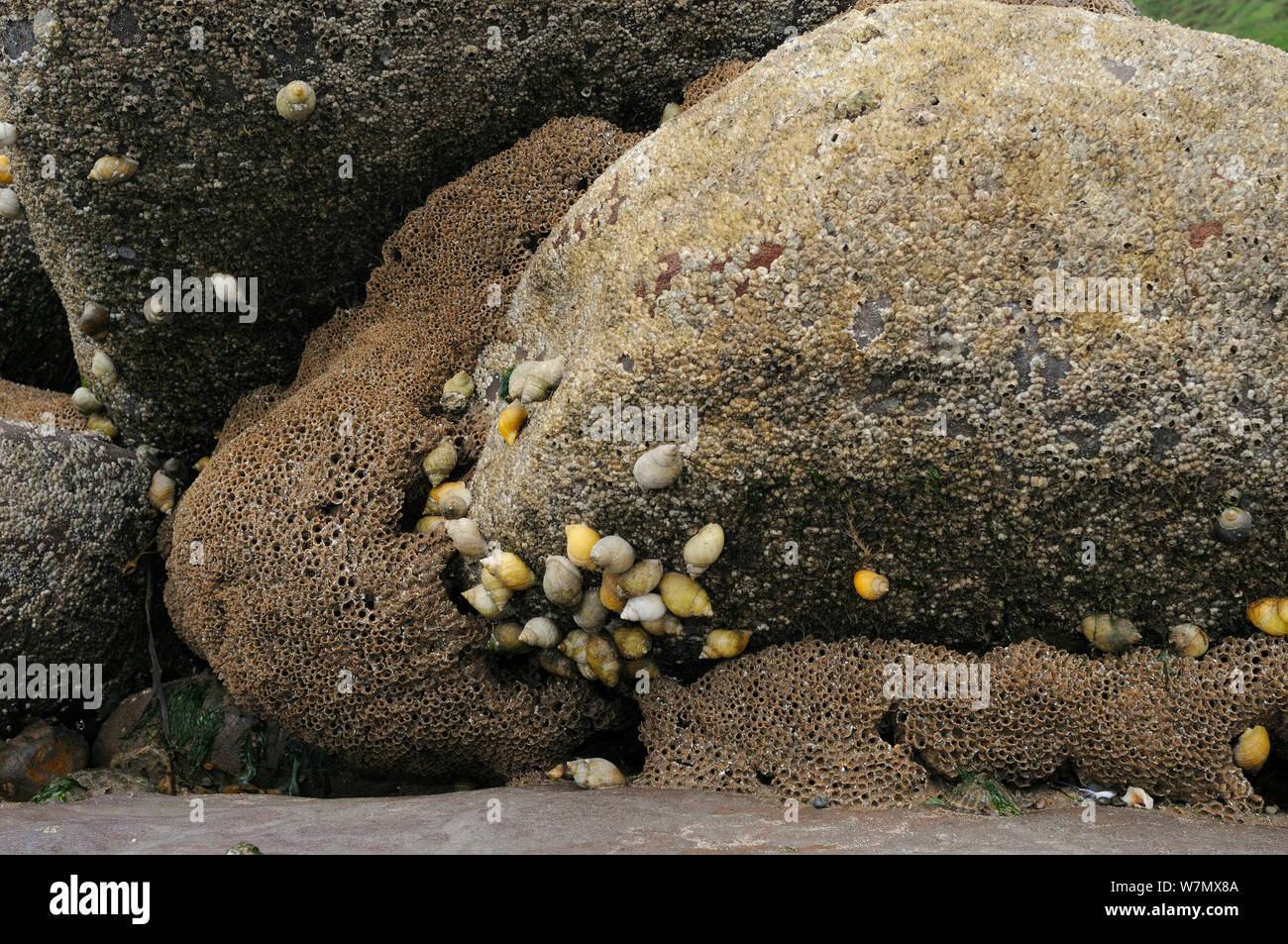 Panal Sabellaria alveolata reef (WORM) con percebes común (Semibalanus balanoides) y caracoles marinos (Nucella lapilli), St.abejas, Cumbria, Reino Unido, Julio Foto de stock