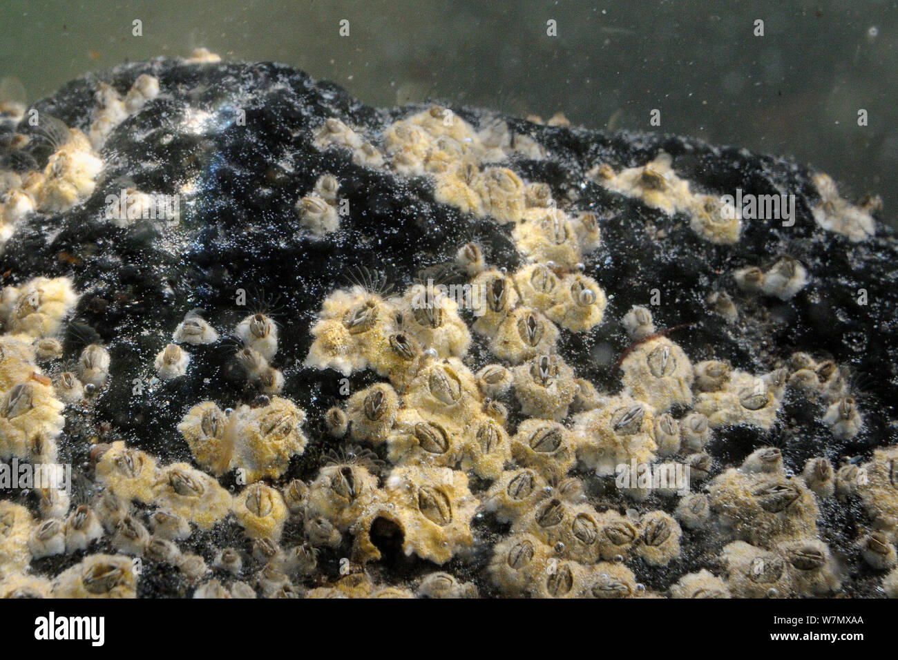 Percebes común (Balanus balanoides) conectado a un filtro de rock duro, alimentación Crail, Fife, REINO UNIDO, Julio Foto de stock