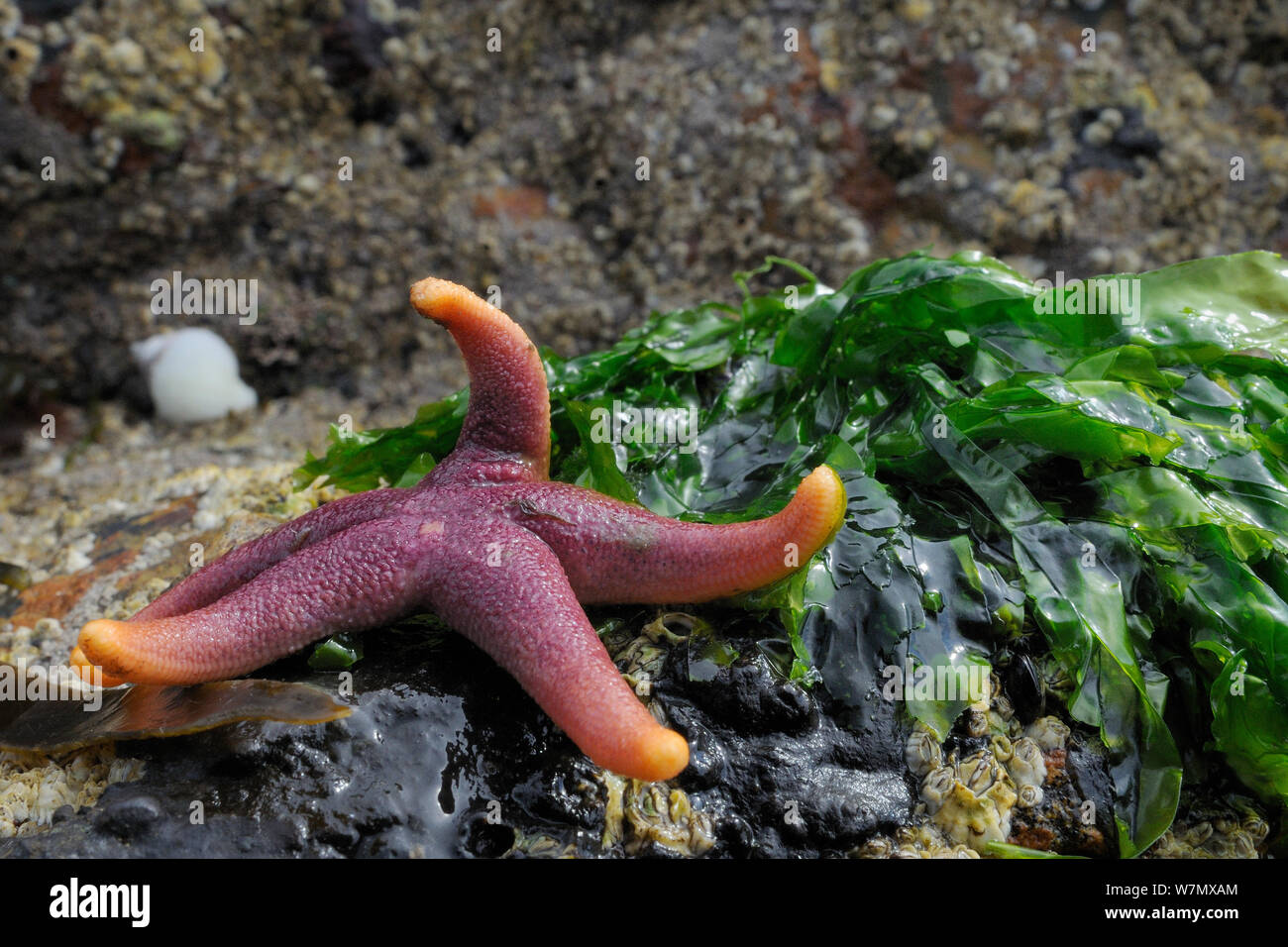 Henry sangrienta starfish (Henricia oculata) expuesta en una baja marea de primavera sobre rocas junto a un manojo de lechuga de mar (Ulva lactuca) Crail, Escocia, Reino Unido, Julio Foto de stock