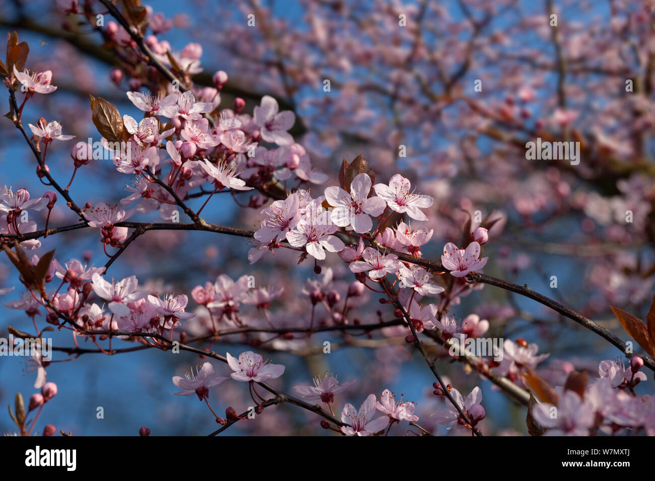 Cerezos en flor de primavera con flores de color rosa contra el cielo azul  fotografías e imágenes de alta resolución - Alamy
