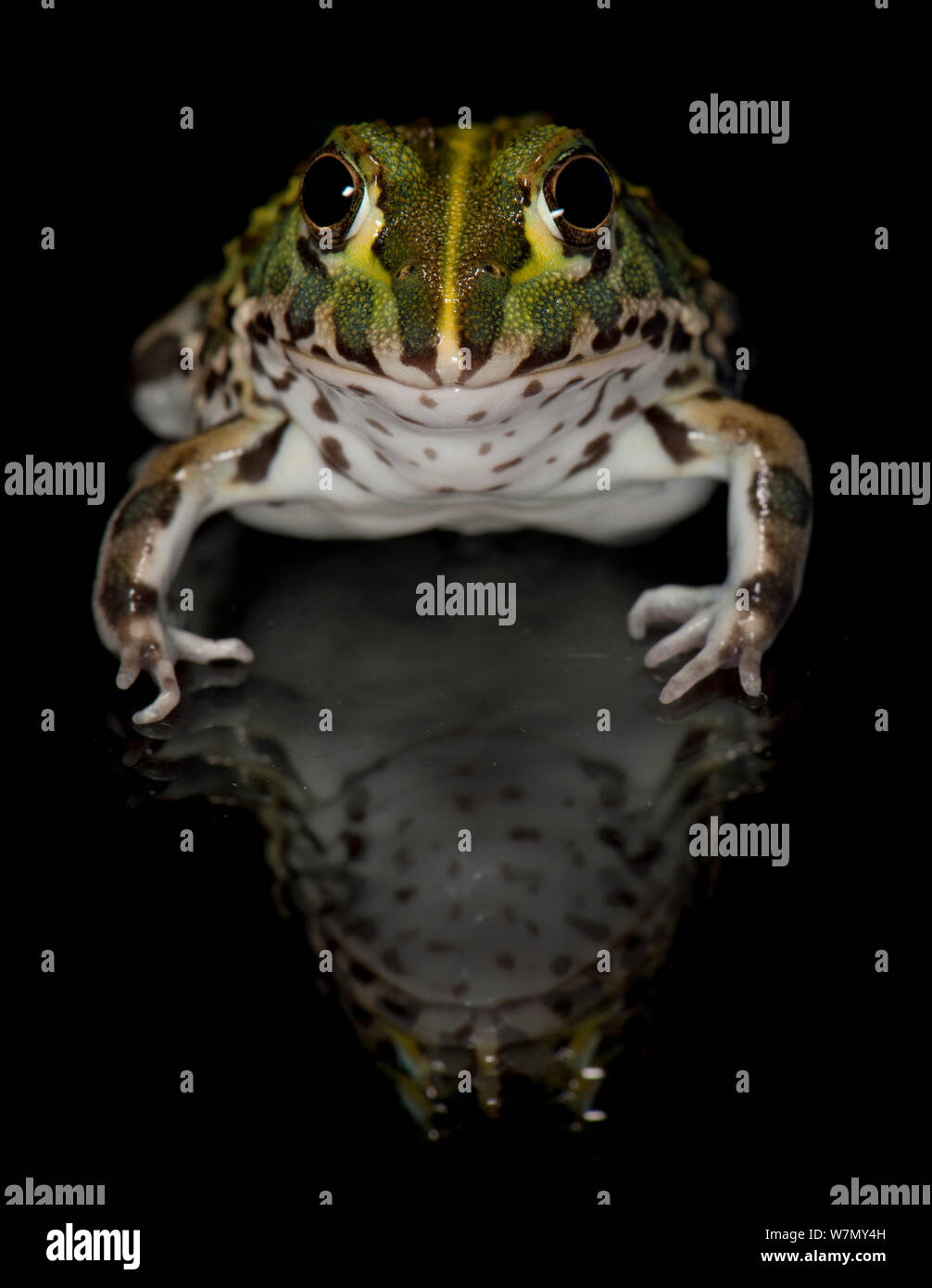 La rana toro africana / Pixie Frog (Pyxicephalus adsperus) del África Meridional cautivo Foto de stock
