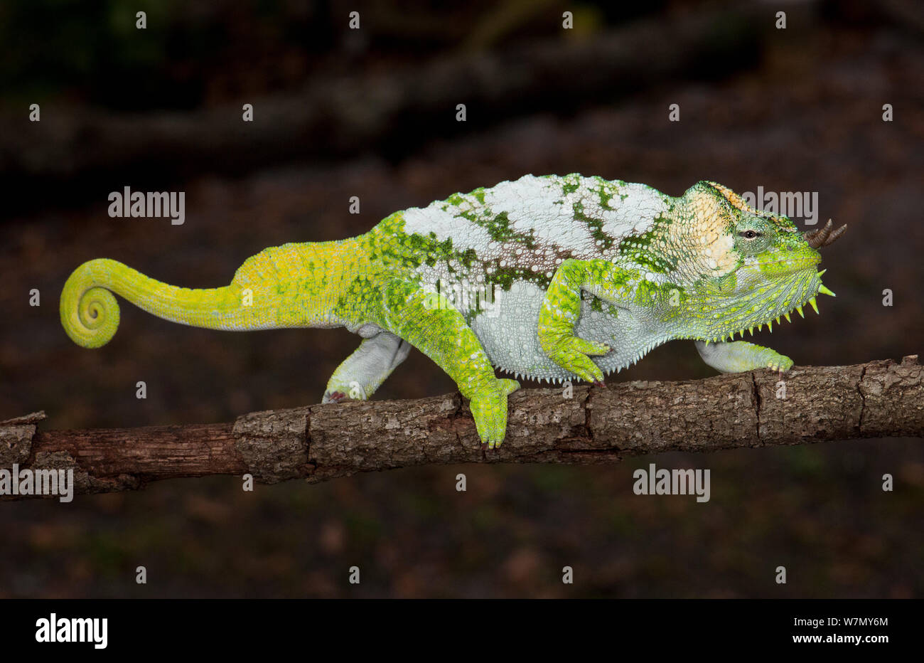 Cuatro cuernos Norte chameleon (Trioceros quardicornis gracilior) de África cautivo Foto de stock