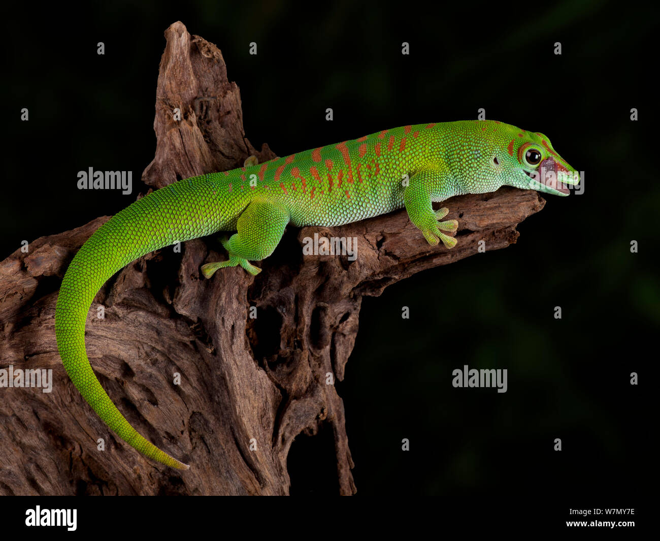 Giant Day Gecko, (Phelsuma madagascariensis grandis) de Madagascar cautivo Foto de stock