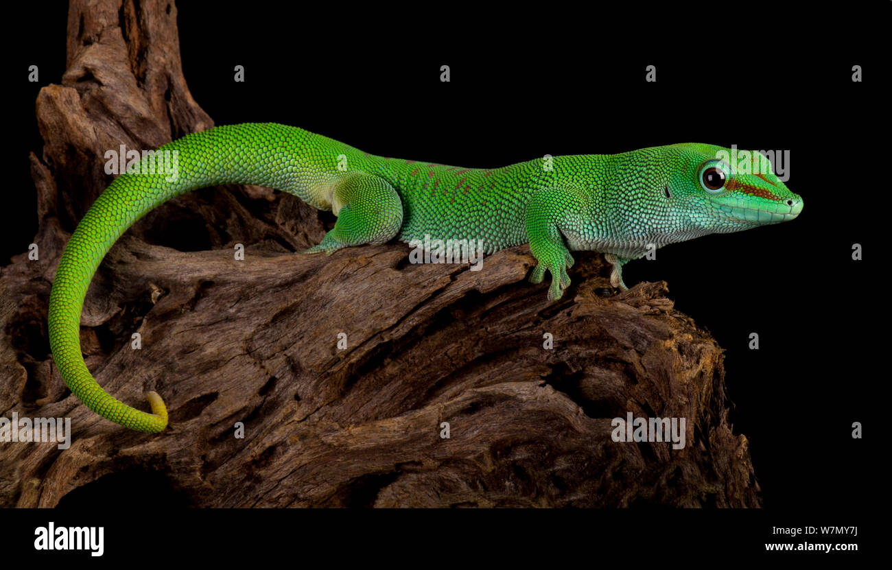 Giant Day Gecko (Phelsuma madagascariensis grandis) de Madagascar cautivo Foto de stock