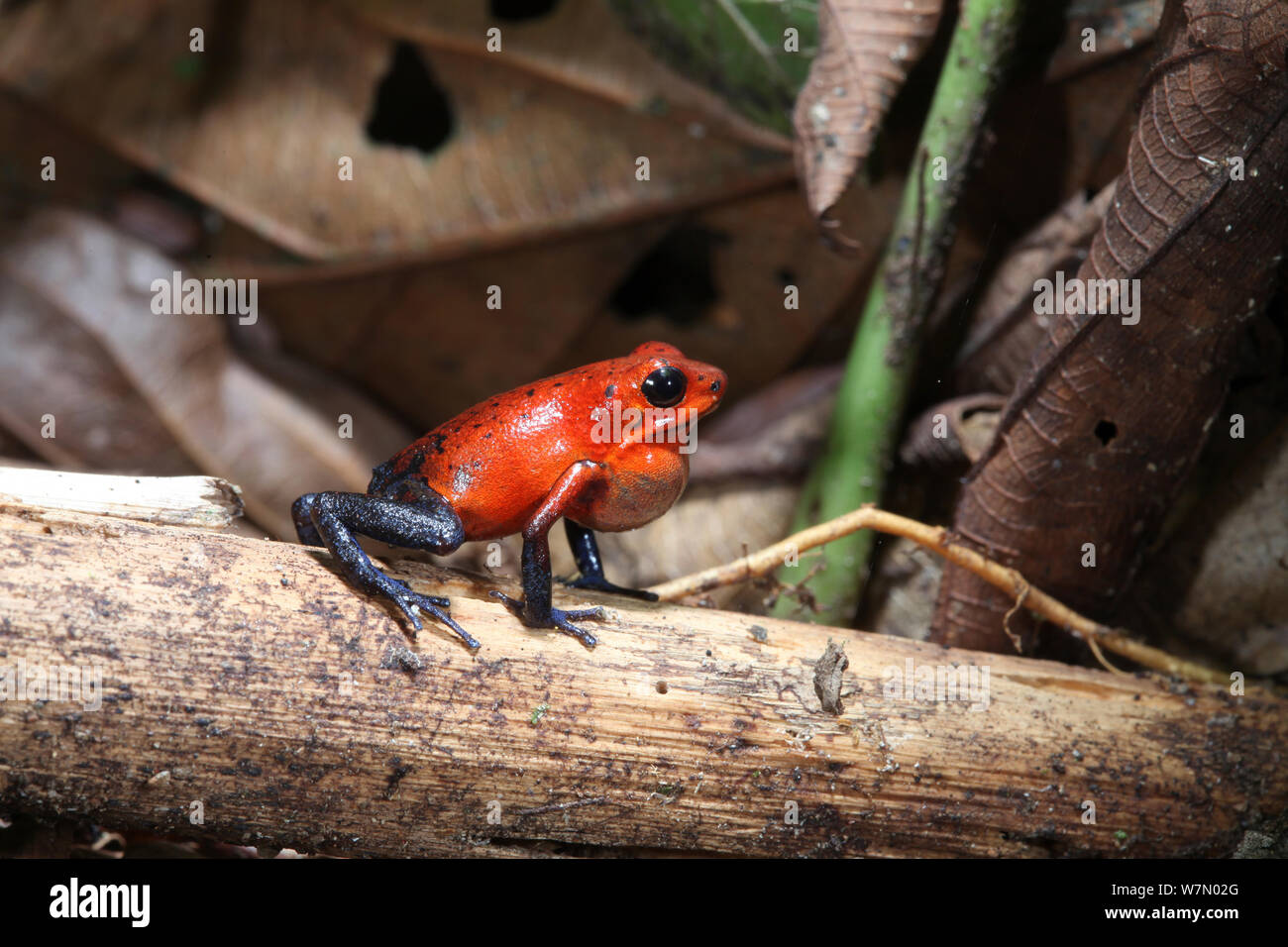 Strawberry poison dart frog (Oophaga / Dendrobates pumilio) macho llamando, Costa Rica Foto de stock
