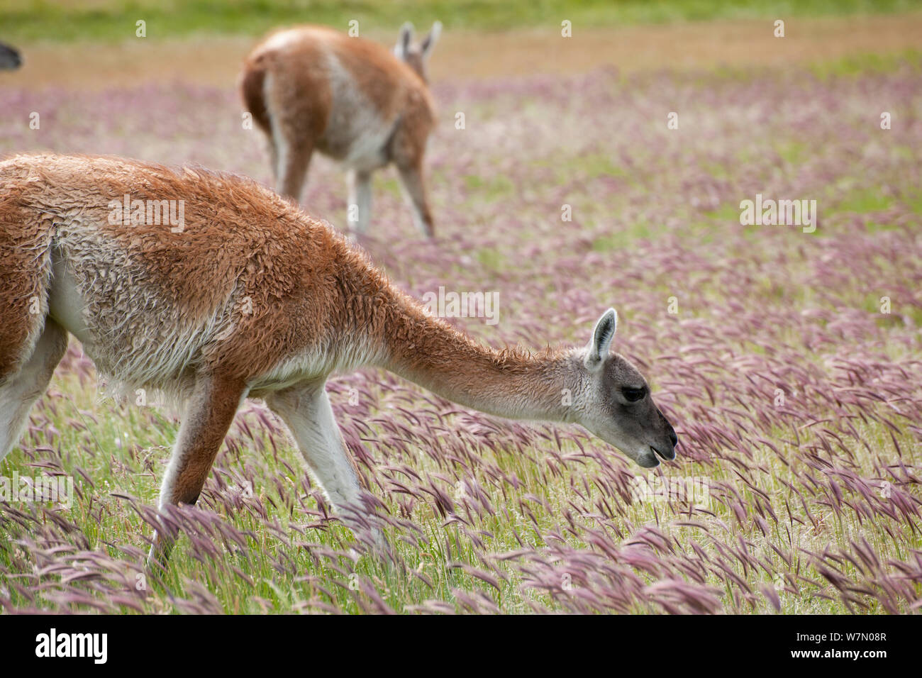 Guanacos (Lama guanicoe) alimentación en el Parque Nacional Torres del Paine, Chile Foto de stock