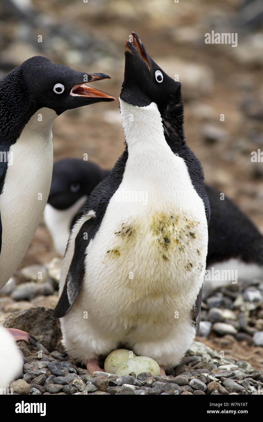 Pingüinos Adelia (Pygoscelis adeliae) otro saludo al nido con dos huevos, en la Antártida. Foto de stock