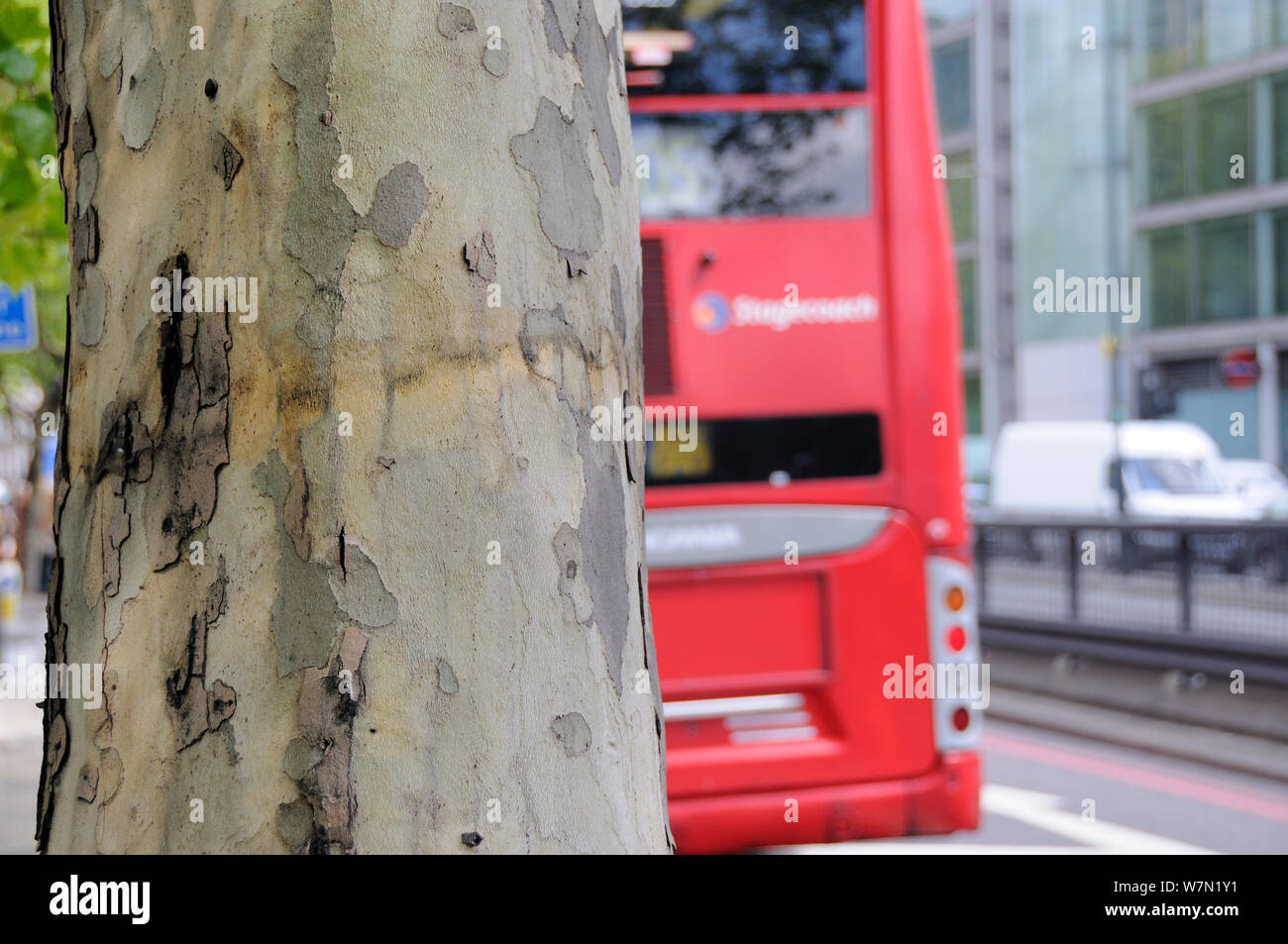 Double Decker Bus pasando de pelar la corteza resistente a la contaminación Londres árbol de avión (Platanus x hispanica), Euston Road, Londres, Reino Unido, Mayo. 2012 Foto de stock