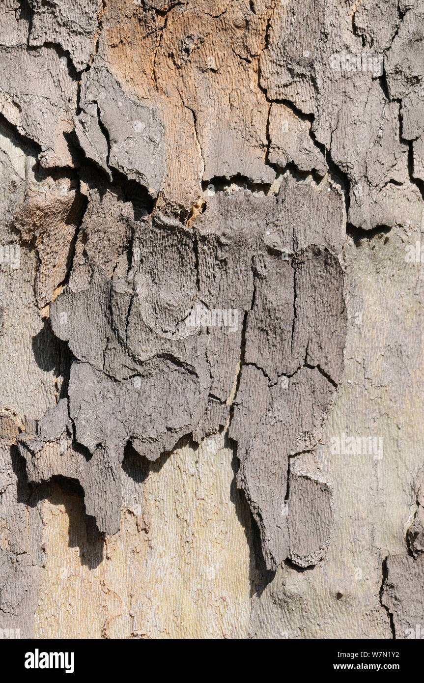 Pelar la corteza agrietada, resistente a la contaminación de Londres árbol de avión (Platanus x hispanica), Londres, Reino Unido, Mayo. 2012 Foto de stock