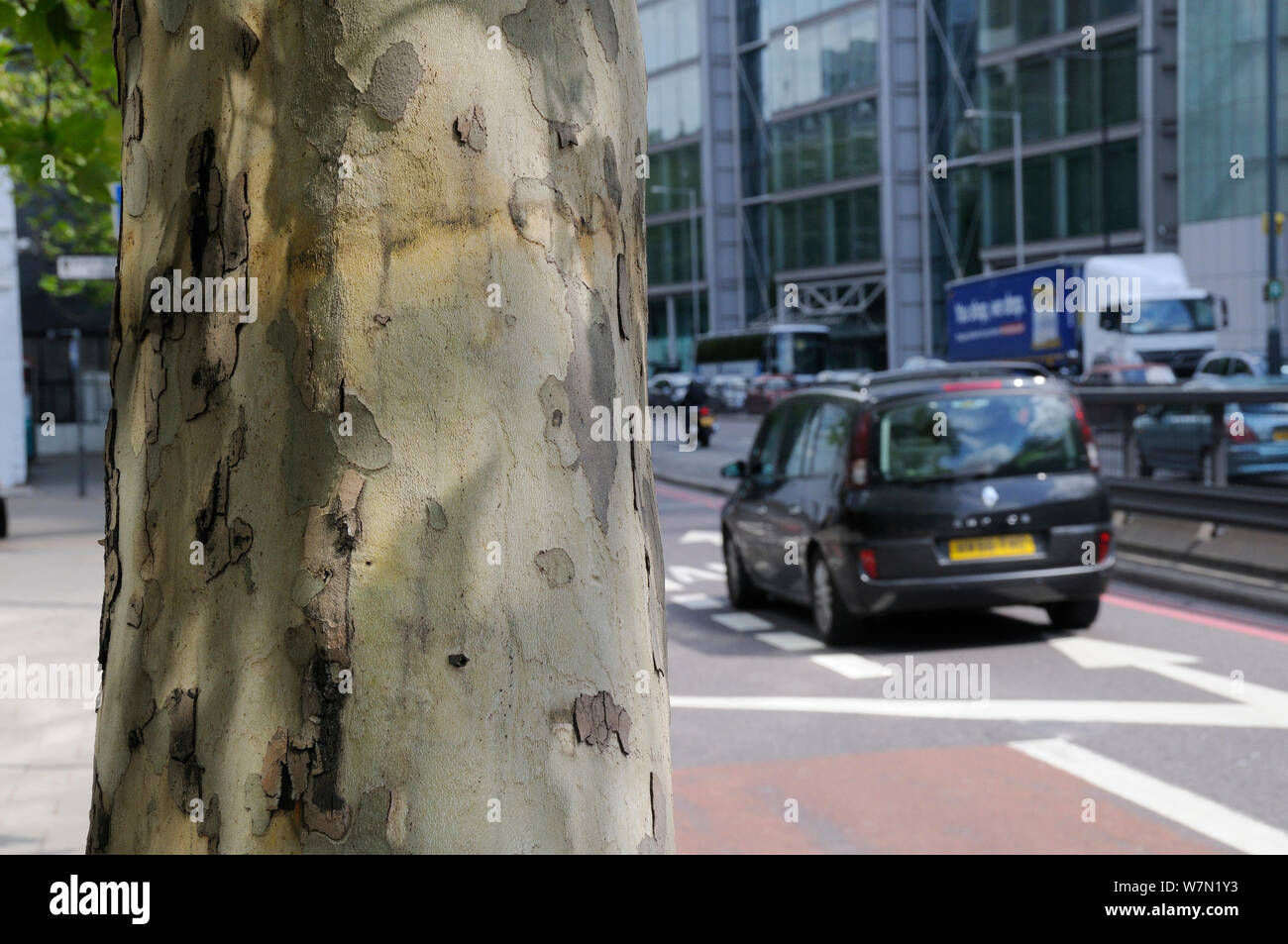 Tráfico pasando de pelar la corteza resistente a la contaminación Londres árbol de avión (Platanus x hispanica), Euston Road, Londres, Reino Unido, Mayo. 2012 Foto de stock