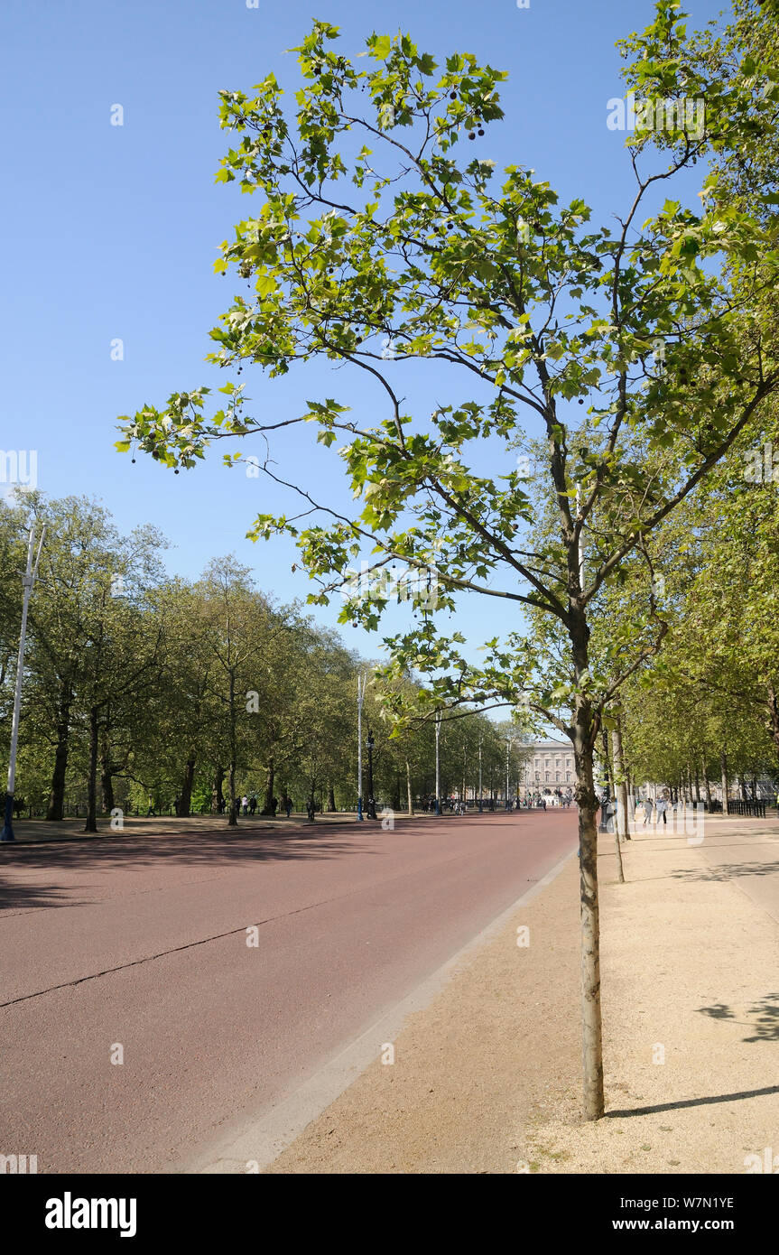 Avenidas de Londres Plataneros (Platanus x hispanica) que recubre la alameda con el Palacio de Buckingham, en el fondo, Londres, Reino Unido, Mayo. 2012 Foto de stock