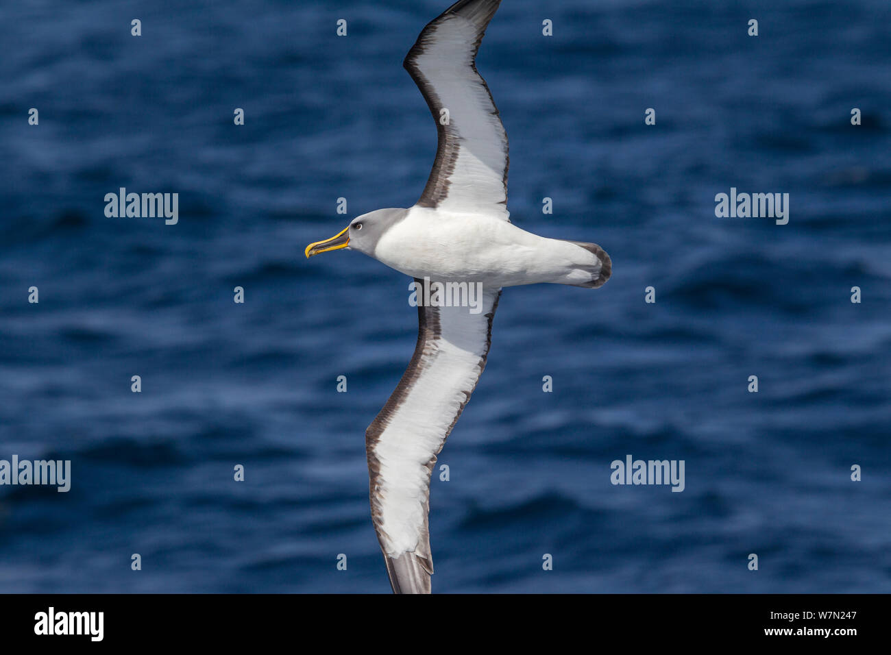 Del Albatros de Buller (Thalassarche bulleri) volando en una brisa fuerte, mostrando subalares. Islas Solander, Southland, Nueva Zelanda. Foto de stock
