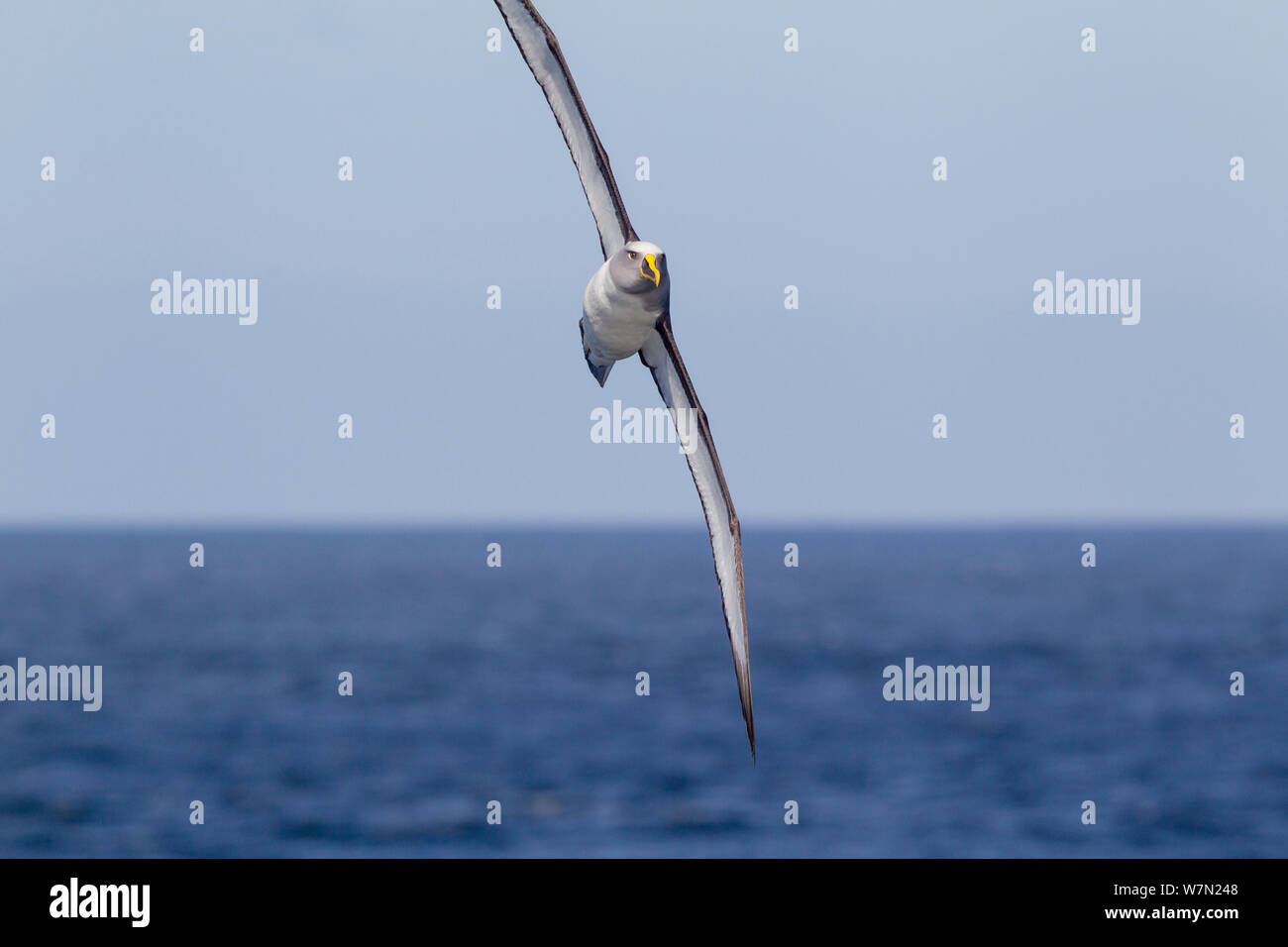 Del Albatros de Buller (Thalassarche bulleri) volando en una brisa fuerte, con las alas en posición vertical, como se arcos contra el viento. Islas Solander, Southland, Nueva Zelanda. Foto de stock