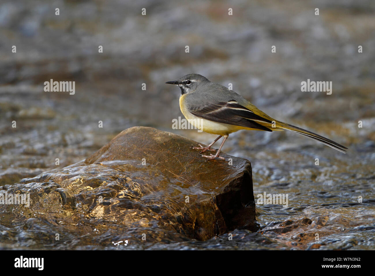 Gris macho Wagtail (Motacilla cinerea) posado sobre piedra en río, al norte de Gales, Reino Unido, marzo Foto de stock