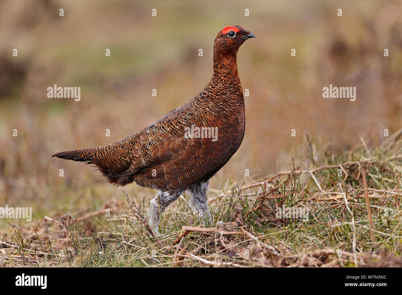 El urogallo rojo (Lagopus lagopus) caminando a través de páramos, al norte de Gales, Reino Unido, febrero Foto de stock