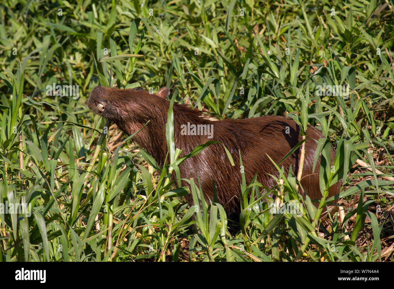 Los capibaras (Hydrochoerus hydrochaeris) macho adulto olor marcado, el Pantanal, Pocone, Brasil Foto de stock