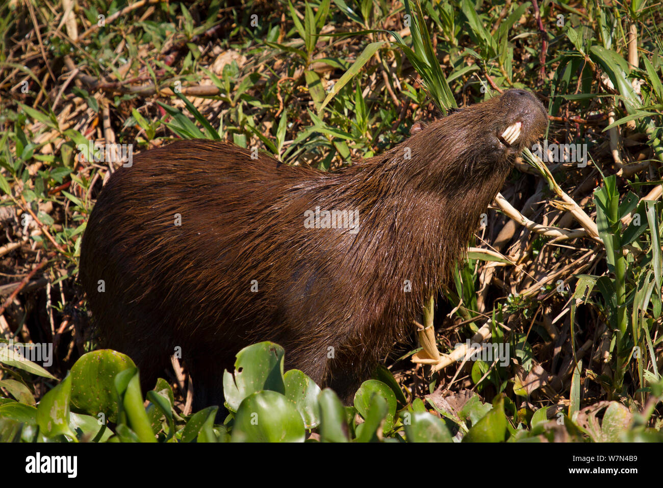 Los capibaras (Hydrochoerus hydrochaeris) macho adulto olor marcado, el Pantanal, Pocone, Brasil Foto de stock