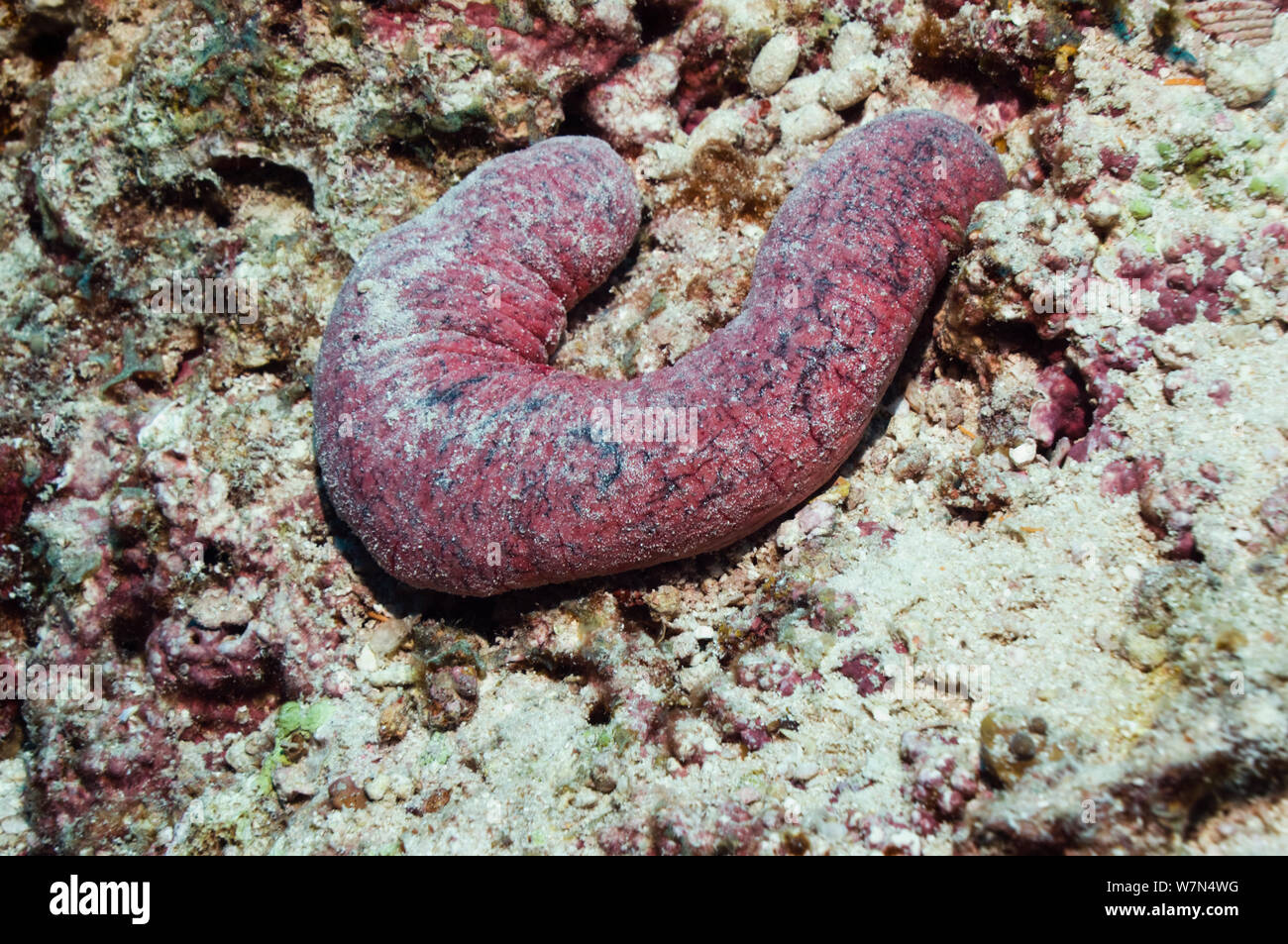 Comestible (cohombro de mar Holothuria edulis), una de las especies comestibles de los cohombros de mar sirvió como 'sea babosas', 'trepang' o 'beche de mer'. Maldivas, Océano Índico Foto de stock