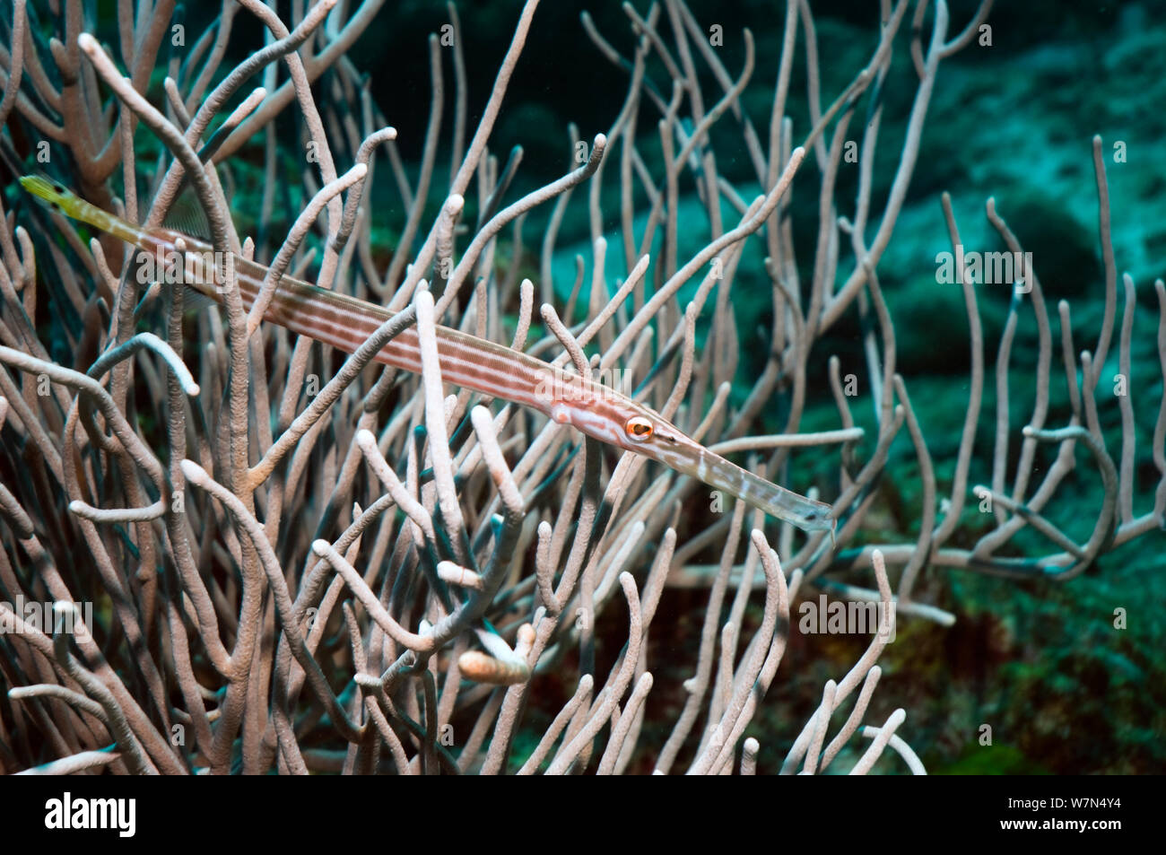 Caribe / Chino trumpetfish (Aulostomus maculatus) camuflado en coral blando, el Mar de Andaman, Tailandia, Indo-Pacífico Foto de stock