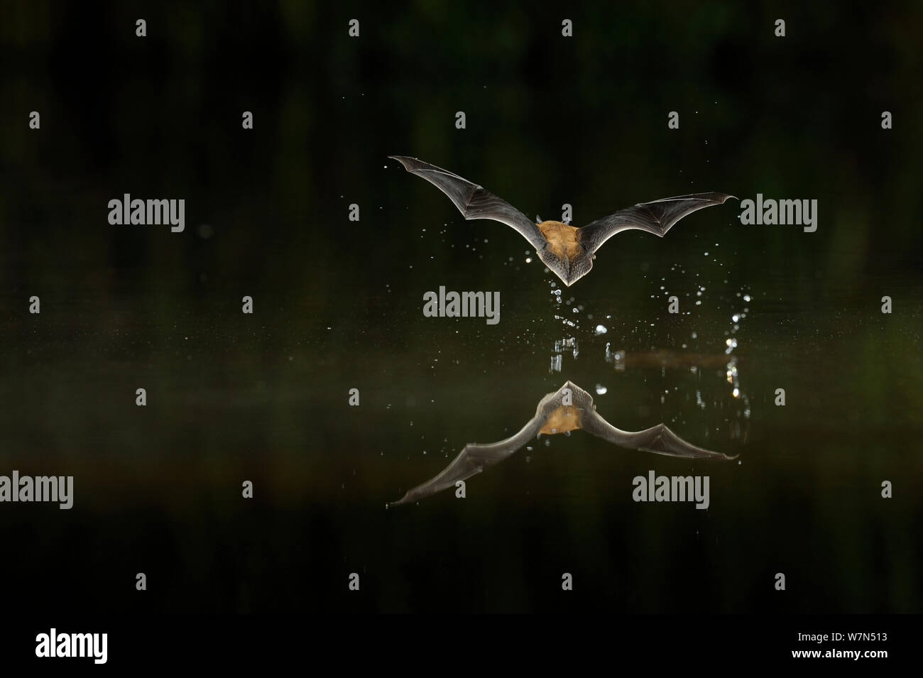 Kuhl's Pipistrelle Bat (Pipistrellus kuhlii) en vuelo a baja altura sobre el agua, con salpicaduras de agua potable en vuelo. Francia, en Europa, en octubre. Foto de stock