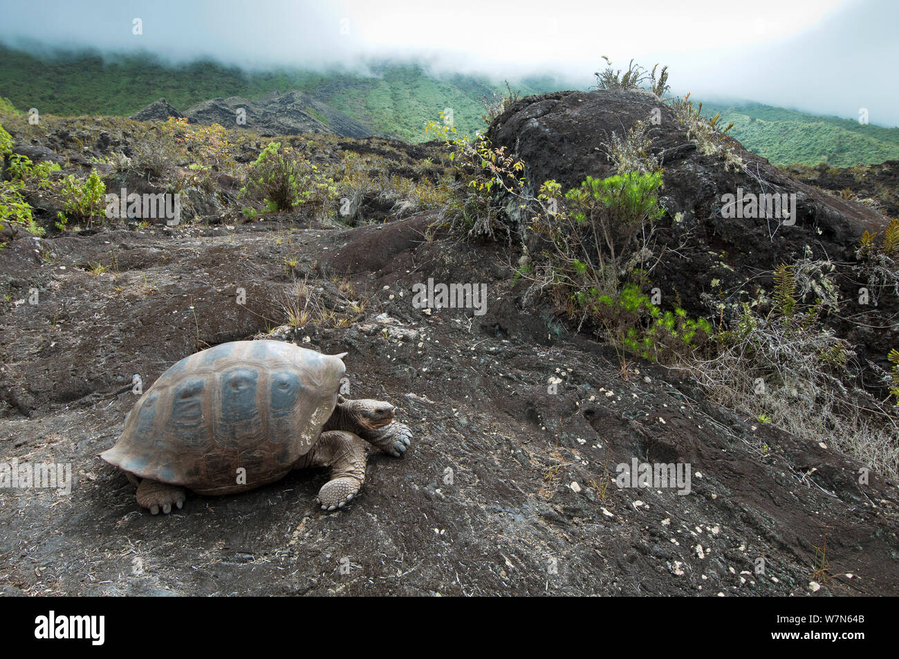 Volcán Wolf tortuga gigante (Chelonoidis nigra becki) en hábitat, la Isla Isabela, Galápagos Foto de stock