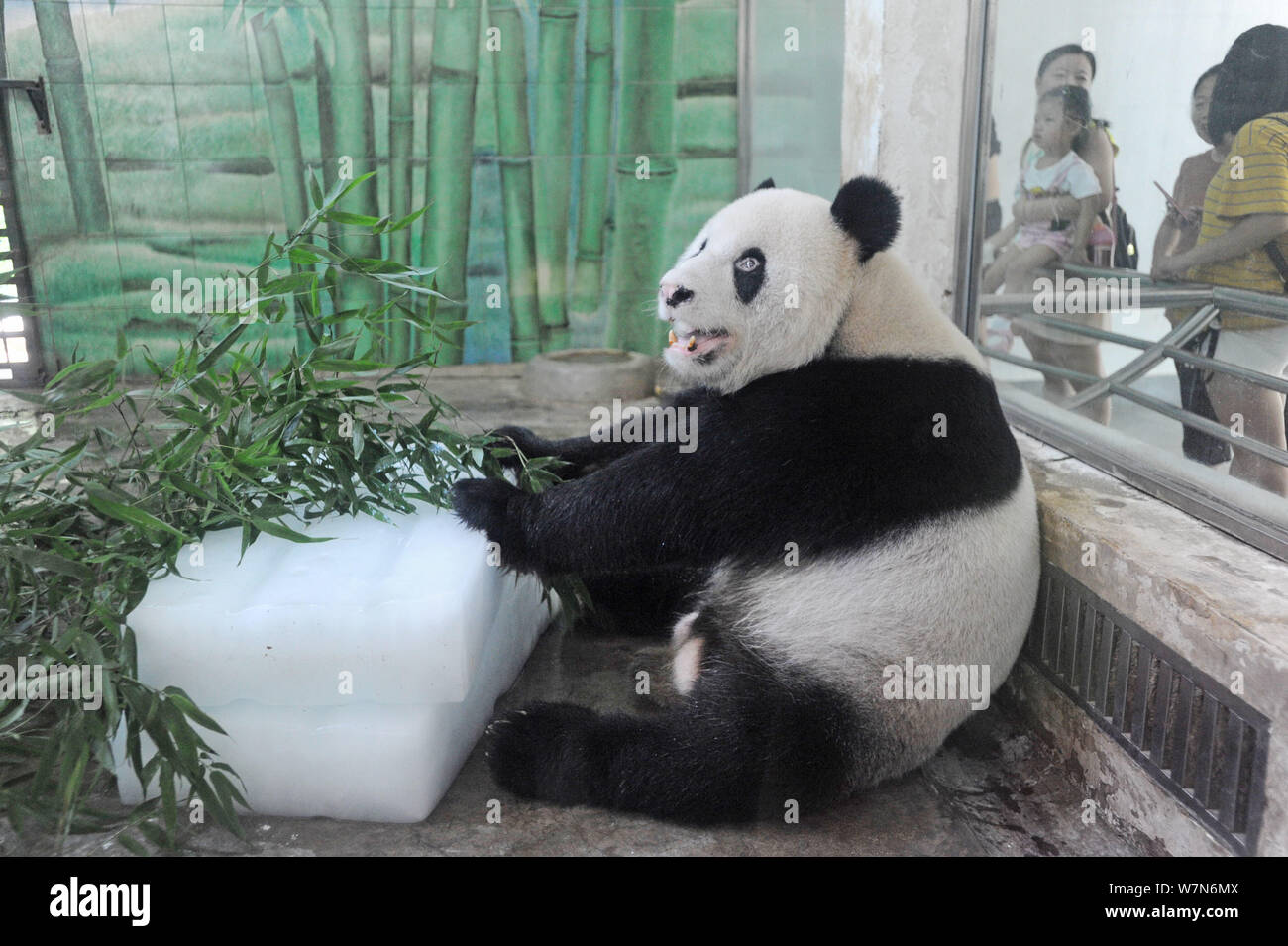 Panda gigante Weiwei come brotes de bambú alrededor de enormes bloques de hielo para refrescarse en una habitación con aire acondicionado en el Zoológico de la ciudad de Wuhan en Wuhan, China central de Hubei Foto de stock