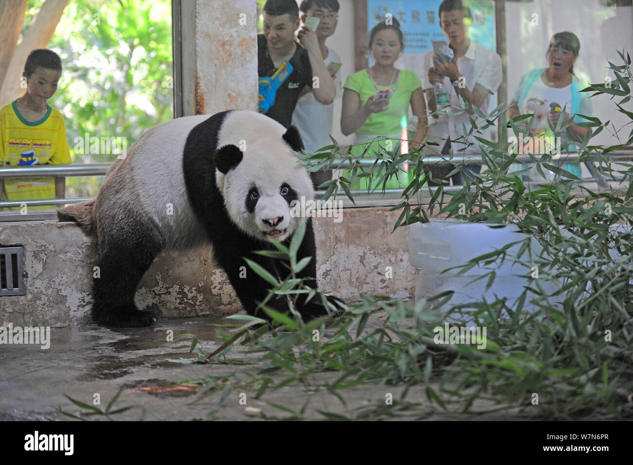 Panda gigante Weiwei come brotes de bambú alrededor de enormes bloques de hielo para refrescarse en una habitación con aire acondicionado en el Zoológico de la ciudad de Wuhan en Wuhan, China central de Hubei Foto de stock