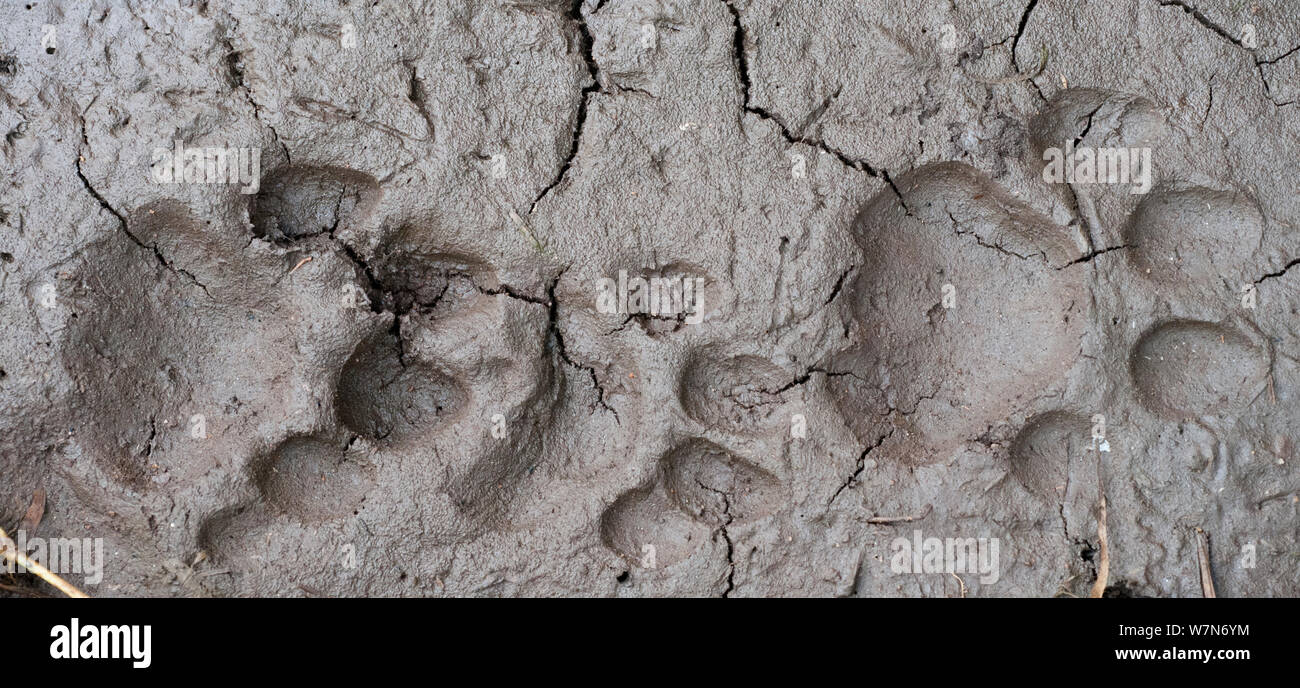 Leones de barro fotografías e imágenes de alta resolución - Alamy