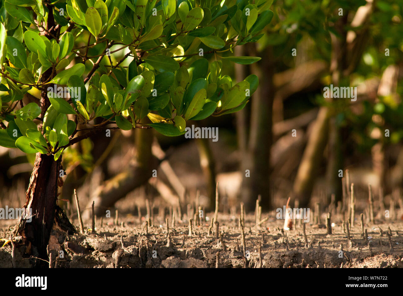 Los manglares (Sonneratia alba), autóctona de Africa Oriental, Delta del Río Tana, Kenia, África Oriental Foto de stock