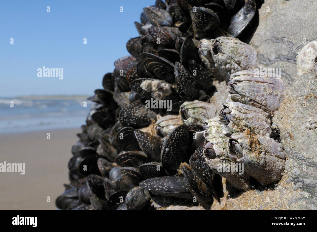 Amplio ángulo de visión de Acorn percebes (Balanus perforatus) adjunta a las rocas junto a Common mejillones (Mytilus edulis) con jóvenes percebes y recientemente se asentaron cyprid larvea en proceso de calcificante en la cara de la roca y el mejillón percebe y conchas, expuesta en la orilla baja en la marea baja. Rhossili, la Península de Gower, REINO UNIDO, Julio. Foto de stock