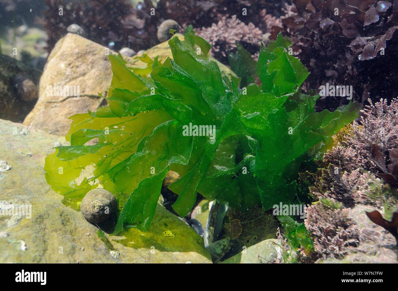 Lavamanos / verde lechuga de mar (Ulva lactuca) creciendo en un rockpool junto a Coralweed (Corallina officinalis). Rhossili, la Península de Gower, REINO UNIDO, Julio. Foto de stock
