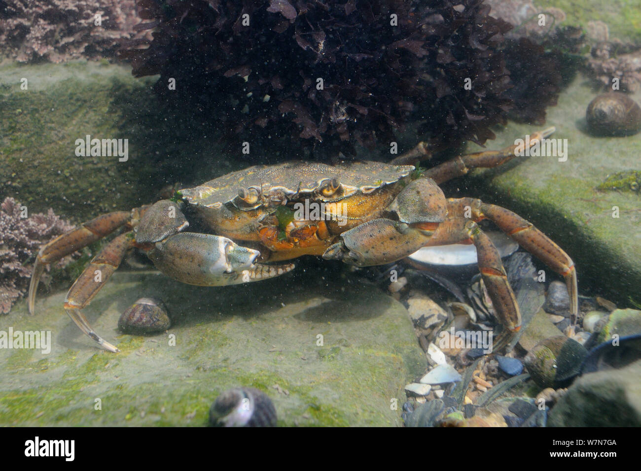 Carcinus maenas Shore (cangrejo) con garras dañadas se alimentan en un fragmento de la lechuga de mar (Ulva lactuca) en un rockpool. Rhossili, la Península de Gower, REINO UNIDO, Julio. Foto de stock