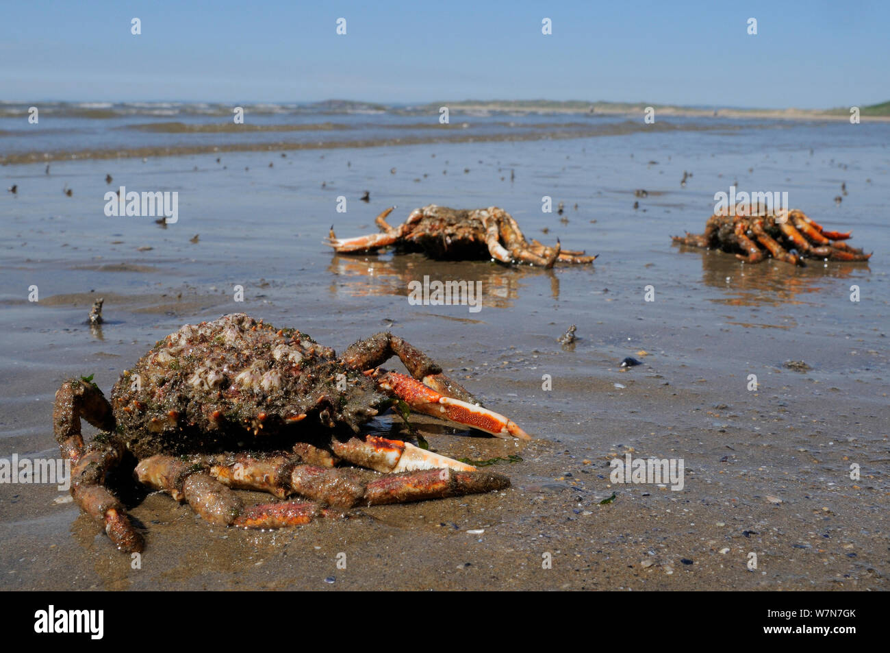 Muda caparazones y patas de cangrejo araña común / Spiny centollo (Maja brachydactyla / Maja squinado) varada en la playa de arena. Rhossili Bay, la Península de Gower, REINO UNIDO, Julio. Foto de stock