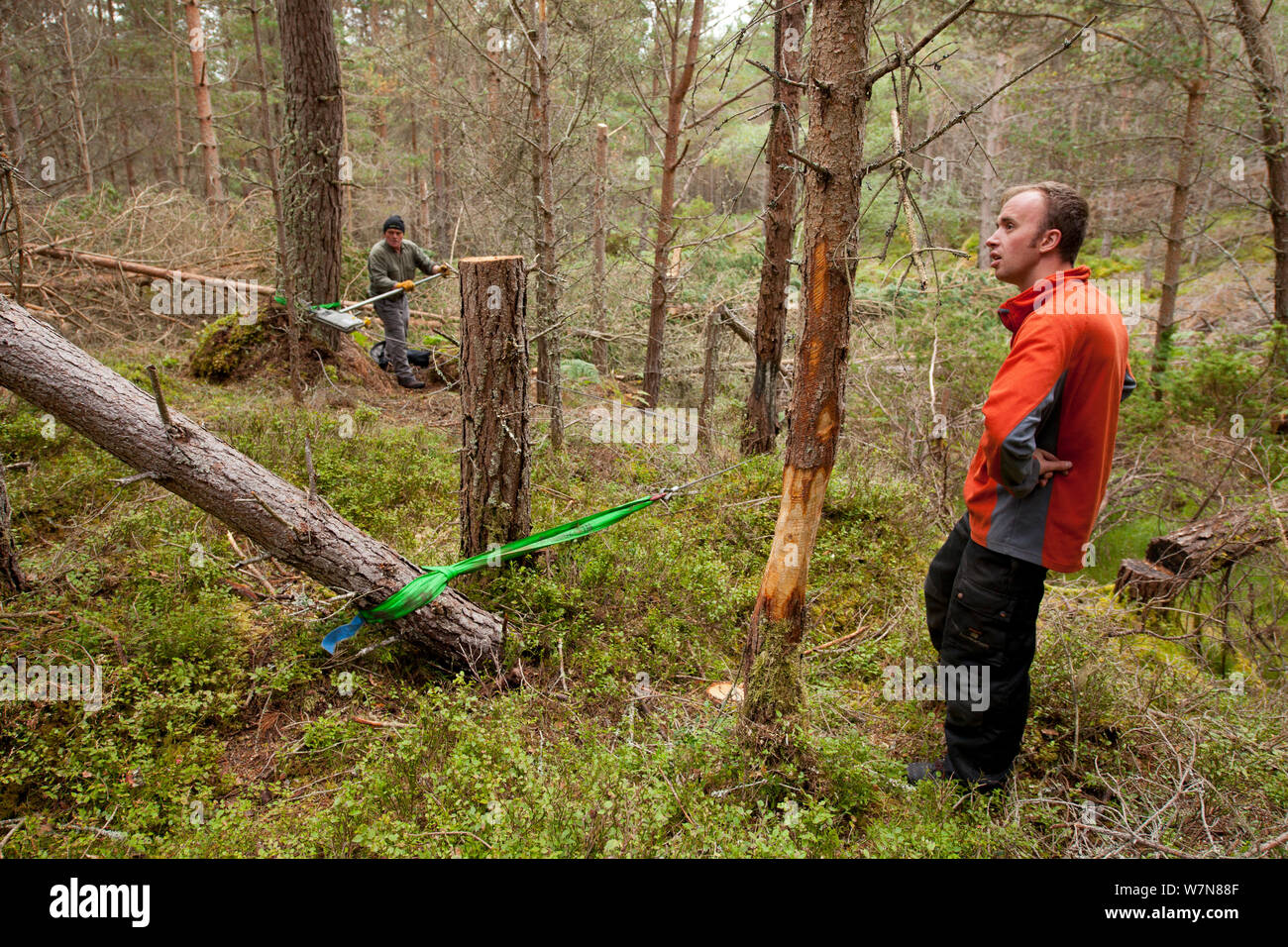 La tala de bosques fotografías e imágenes de alta resolución - Alamy