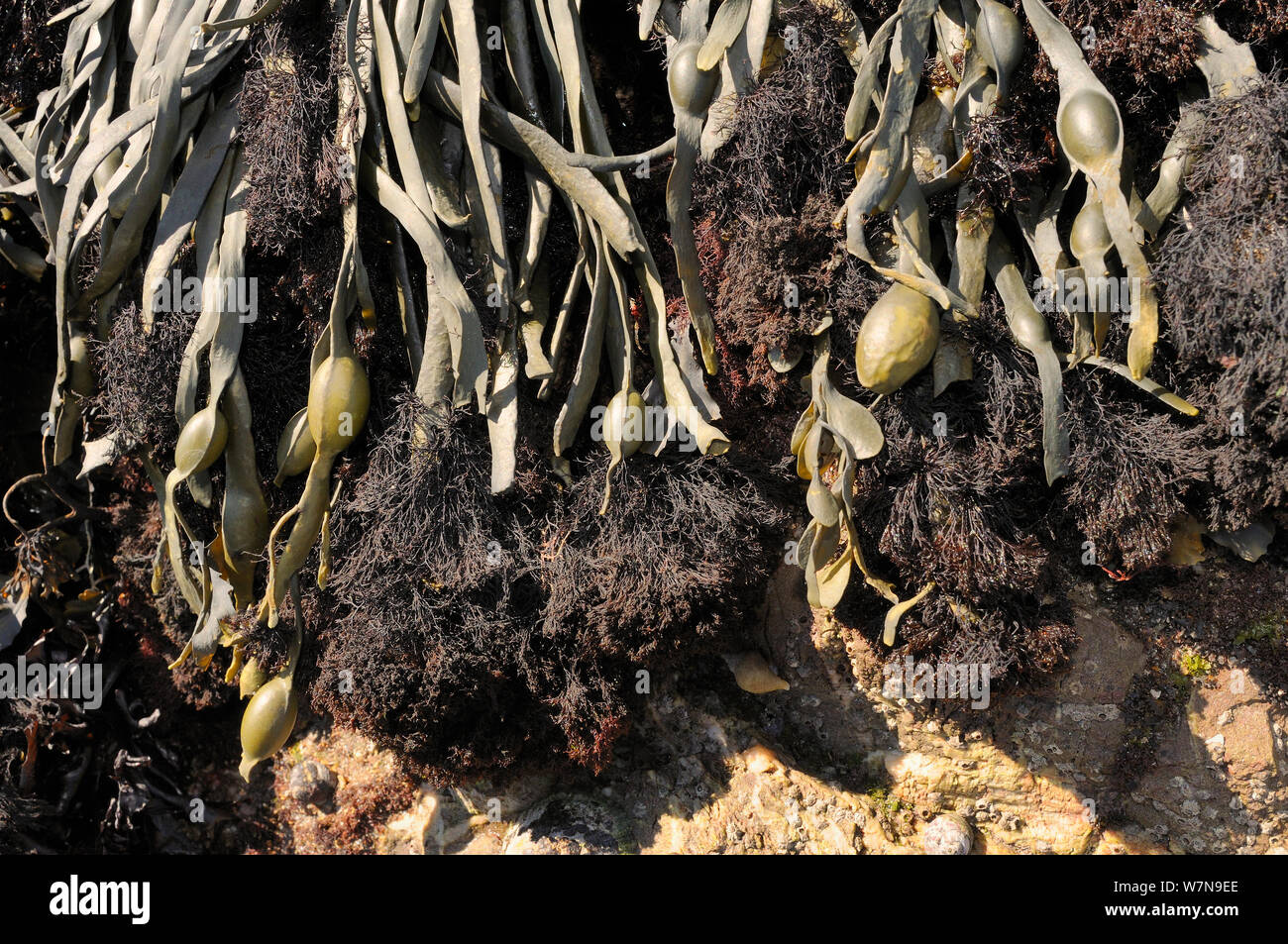 Epífita (alga roja Polysiphonia lanosa) creciendo en tufts en anudado asolando (Ascophyllum nudoso) en una orilla rocosa, Wembury, Devon, Reino Unido, Agosto. Foto de stock