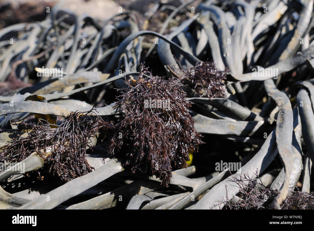 Epífita (alga roja Polysiphonia lanosa) creciendo en tufts en anudado asolando (Ascophyllum nudoso) en una orilla rocosa, Wembury, Devon, Reino Unido, Agosto. Foto de stock
