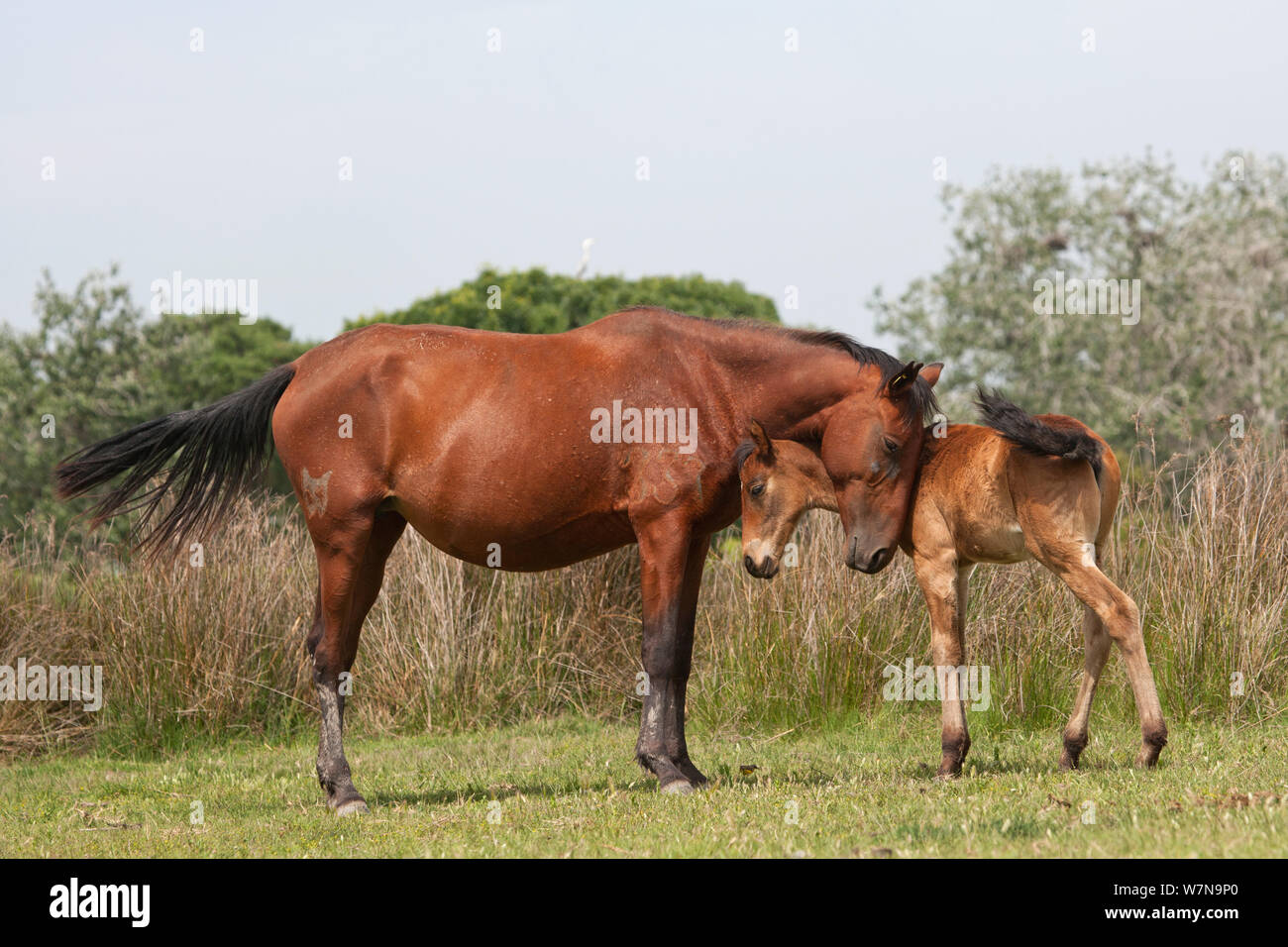 Caballos enérgicos y cariñosos