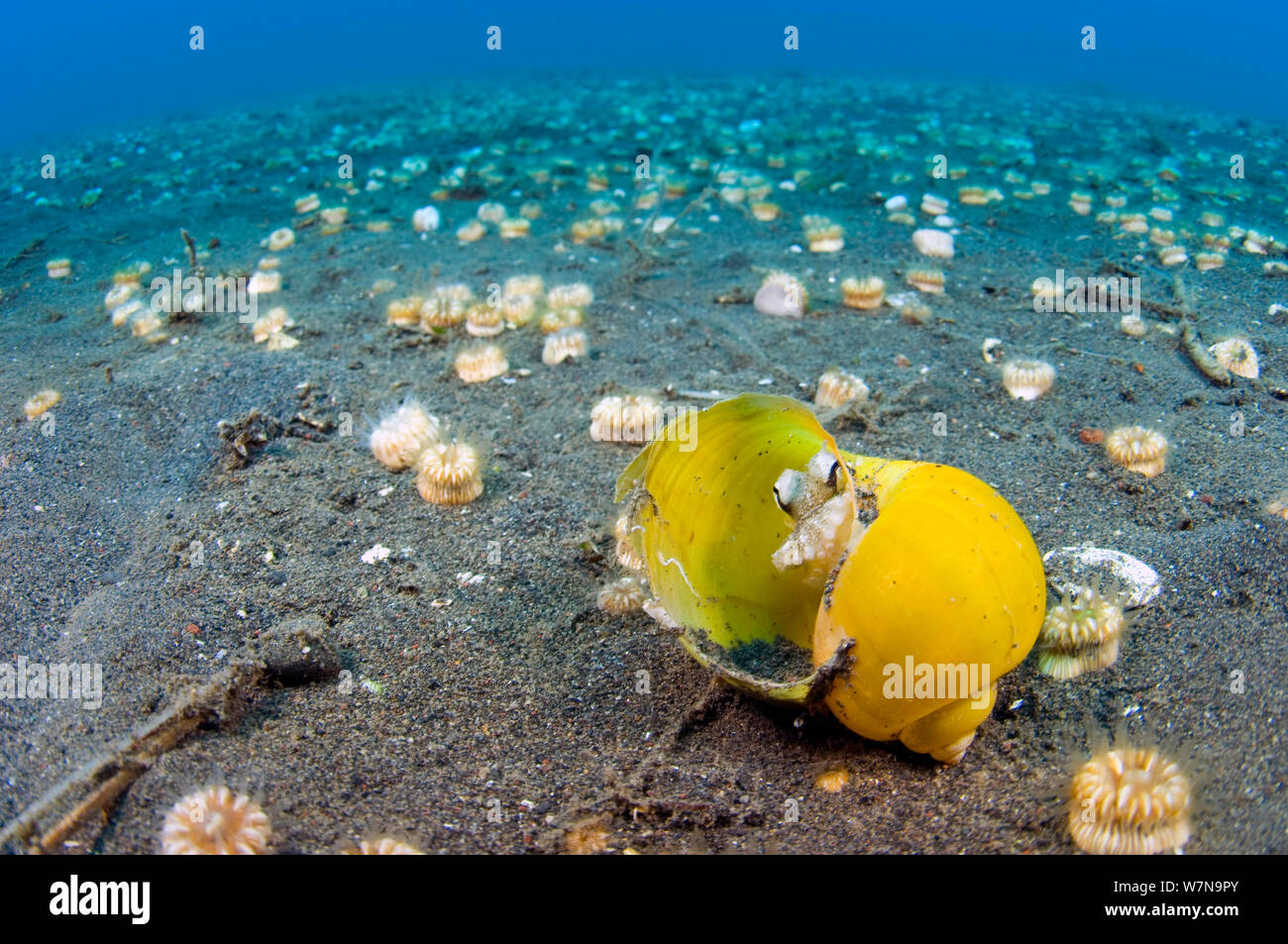 Un joven veteado / pulpo PULPO de coco (Amphioctopus marginatus) refugios en un viejo caracol, aunque expuestos en el open arena. Mar de Java, Puri Jati, Bali, Indonesia, el sur de Asia oriental. Foto de stock