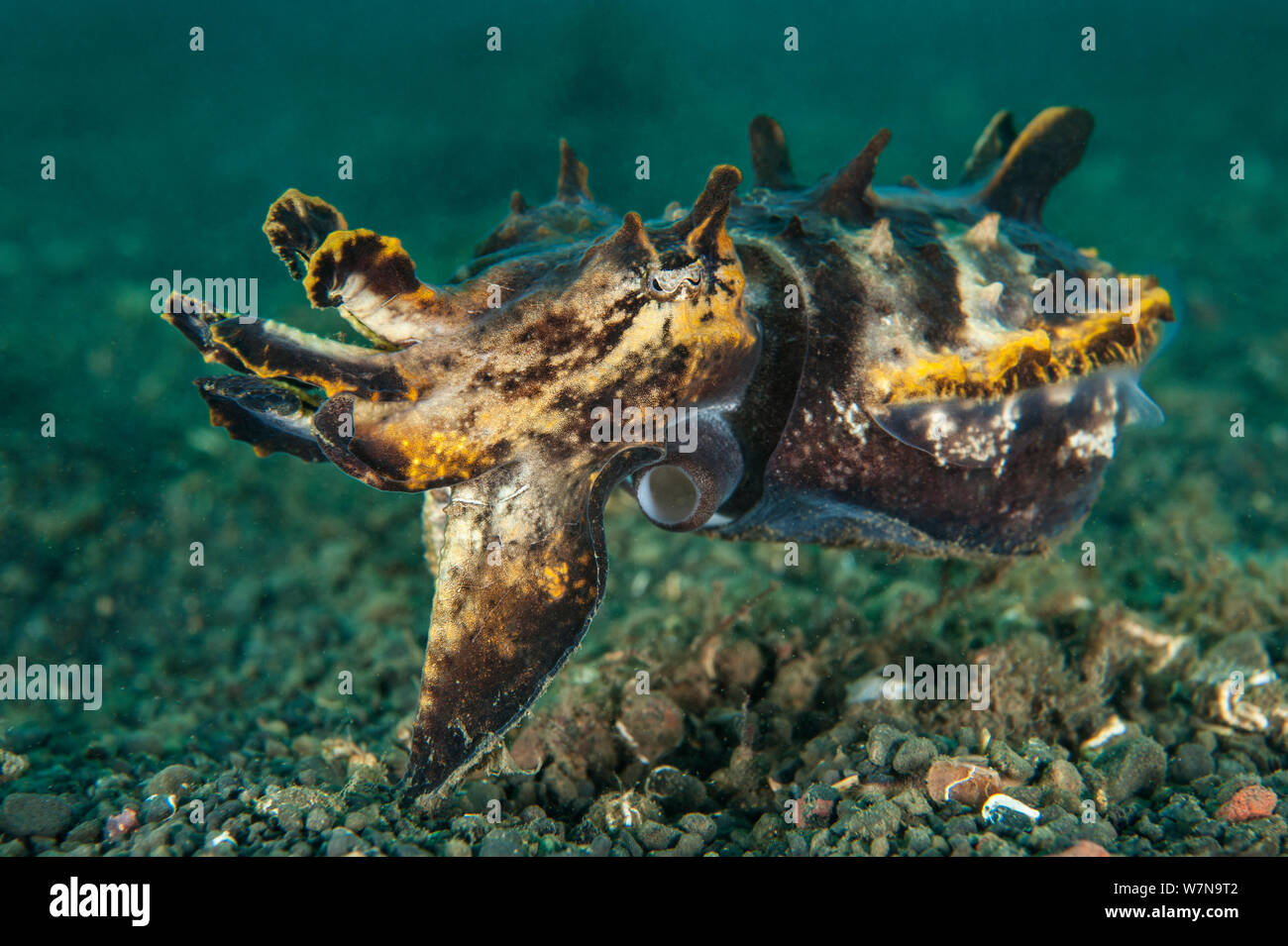 Pfeffer la vistosa jibia (Metasepia pfefferi) pasa justo por encima del fondo marino. El mayor de los ejemplares de esta especie, como éste, no son tan coloridos como los más jóvenes. Estrecho de Lembeh, Mar de Molucas, al norte de Sulawesi, Indonesia, el sur de Asia oriental. Foto de stock