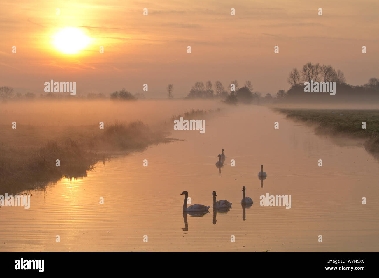 Los cisnes (Cygnus sp) en un gran canal de agua al amanecer con niebla en los pastos de baja altitud Tadham Moor, niveles de Somerset, Somerset, Reino Unido, marzo de 2012 Foto de stock