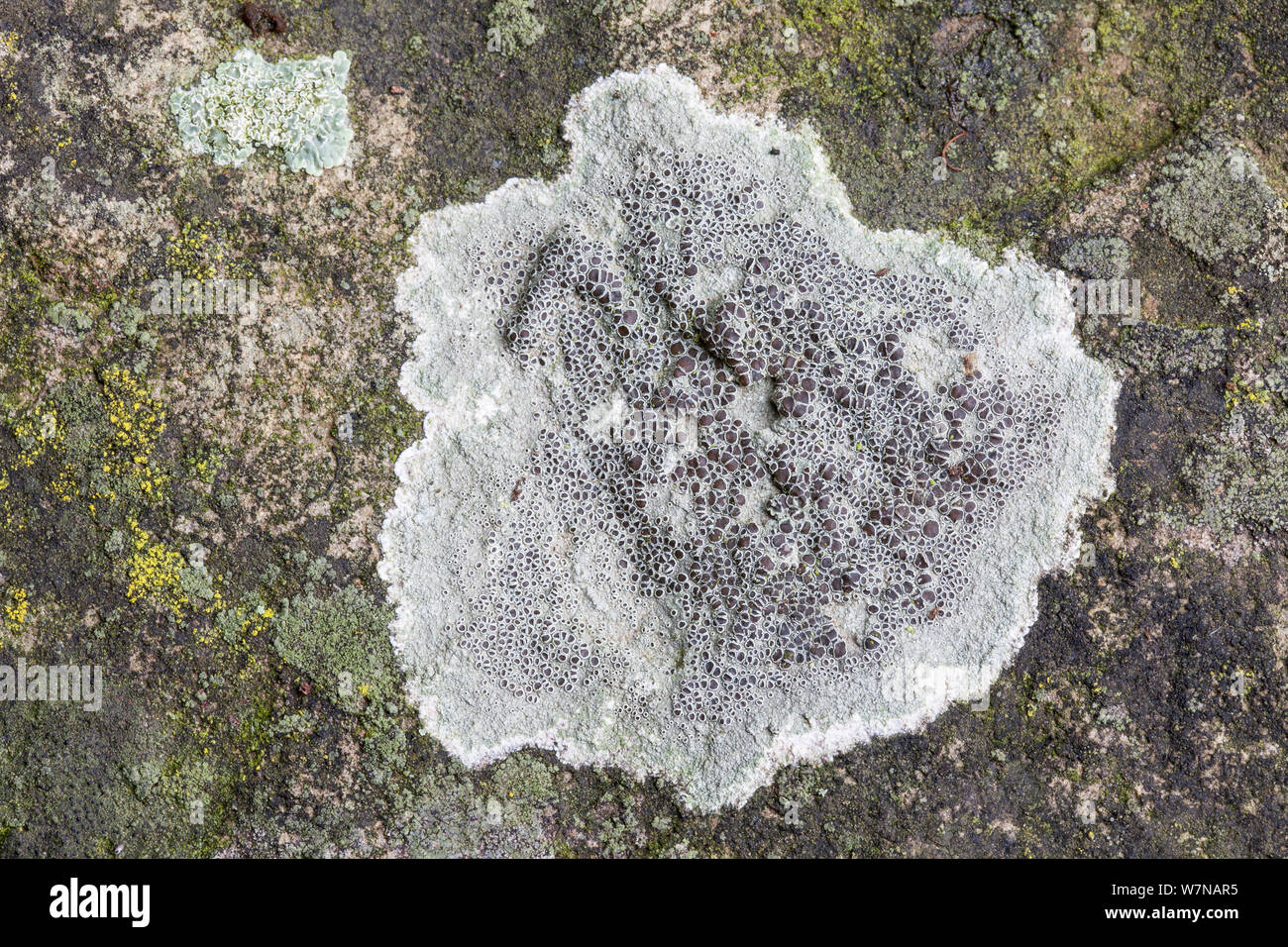 La protección negra liquen Lecanora (ATRA), líquenes incrustantes encontrados en rocas silíceas, Yorkshire, Inglaterra, Reino Unido, Julio Foto de stock