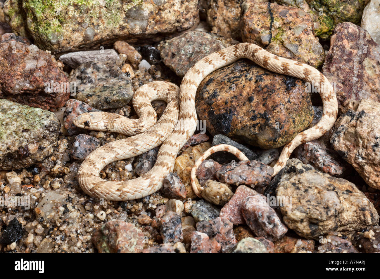 Coronado enano (coronella Eirenis serpiente), cautiva, nativa de Egipto Foto de stock