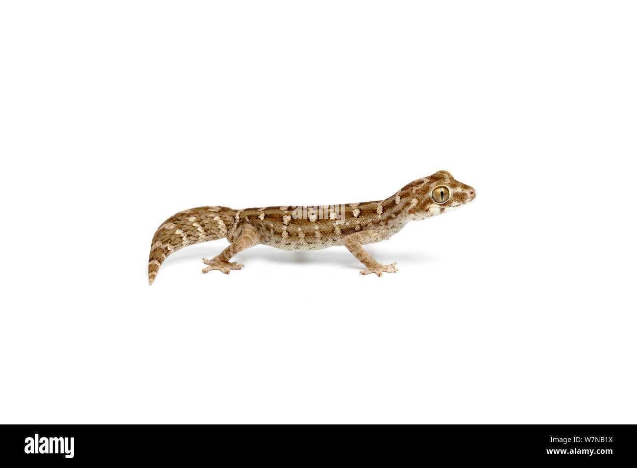 Zanahoria-tail viper gecko (Hemidactylus imbricata), cautiva, ocurre la India y Pakistán. Foto de stock