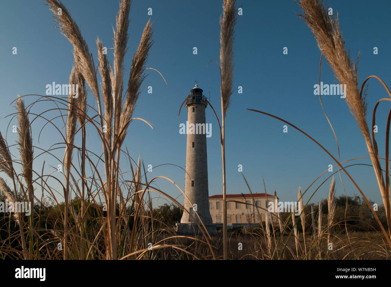 Faro Beauduc vistos a través de la vegetación desde el nivel del suelo, Camargue, Francia Foto de stock