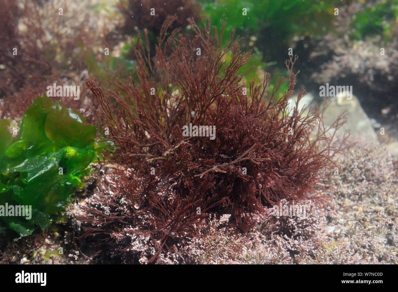 Rojo (Ceramium hornweed virgatum) creciendo en un rockpool baja en la orilla junto a Coralweed (Corallina officinalis) y lechuga de mar (Ulva lactuca), Wembury, Devon, Reino Unido, Agosto. Foto de stock