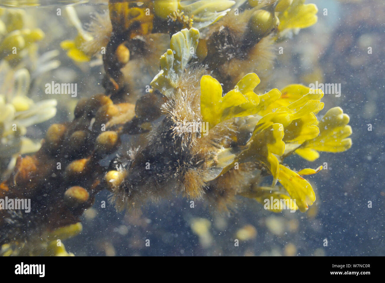 Mechones de epífitas filamentosas alga marrón (Elachista fucicola) creciendo en frondes de vejiga asolando (Fucus vesiculosus) enaltecida en marea intermedia, cerca de Falmouth, Cornwall, Reino Unido, Agosto. Foto de stock