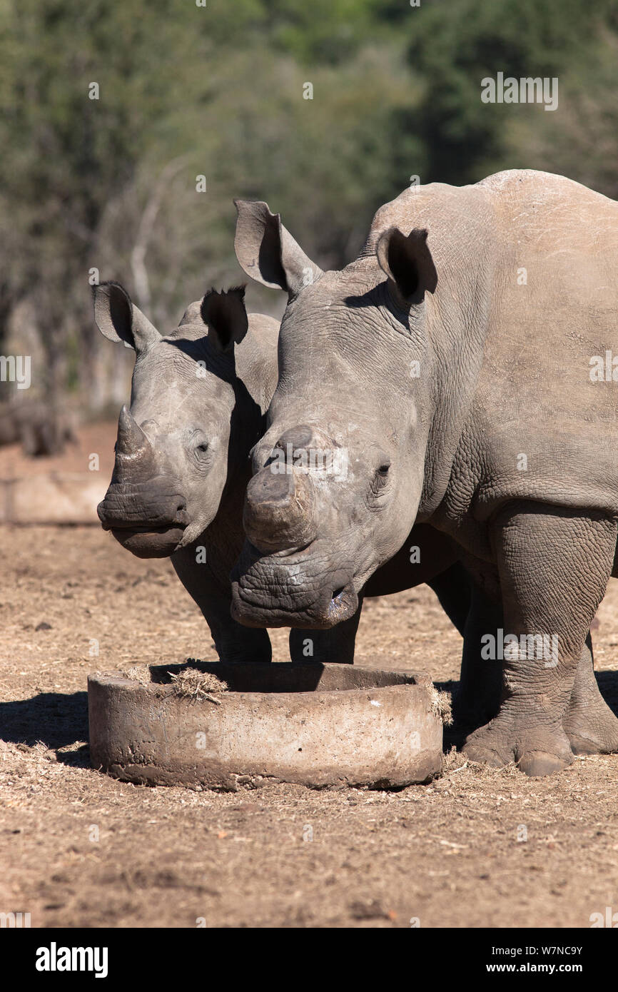 Dehorned rinoceronte blanco (Ceratotherium simum) de ternera, juego Mauricedale ranch, Mpumalanga, Sudáfrica, junio de 2012 Foto de stock